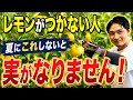 【レモン】7月の管理で来年の収穫量が決まります！夏枝・摘花・追肥を実演！