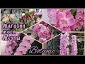 Потрясающие#орхидеи на самый изысканный вкус в Ботаник г.Муан-Сарту😍