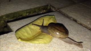 snail journeying at home by Leonard Jonathan Oh (Leonard Jonathan) 41 views 7 years ago 5 minutes, 41 seconds