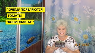 Как посеять семена томатов, чтобы получить дружные красивые всходы без \