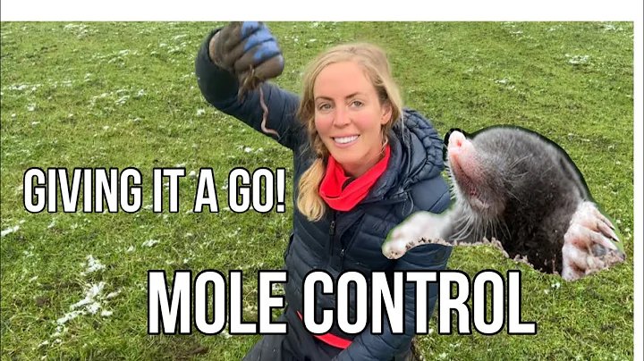 MOLE CATCHING !