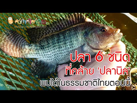 ปลา 6 ชนิดที่คล้าย 'ปลานิล' และพบได้ในธรรมชาติประเทศไทยตอนนี้