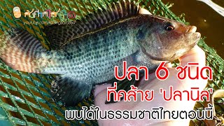 ปลา 6 ชนิดที่คล้าย 'ปลานิล' และพบได้ในธรรมชาติประเทศไทยตอนนี้
