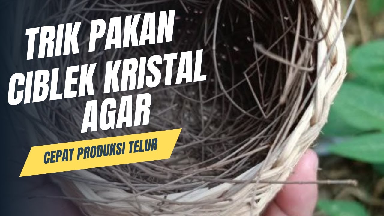 Rahasia Menu Pakan Ciblek Kristal Biar Cepat Bertelur