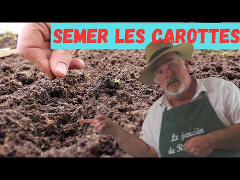 Vidéo: Planter des carottes : trucs et astuces pratiques