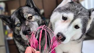 My Dogs LICK The Beaters! Yes, They are SPOILED!