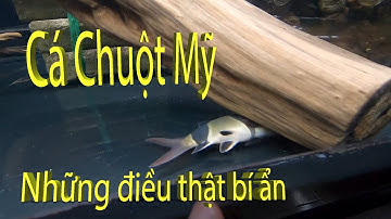Cá chuột Mỹ  -  những thông tin không thể tưởng