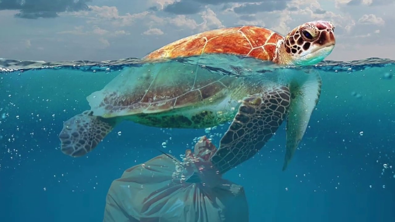 Life Below Water- Pollution