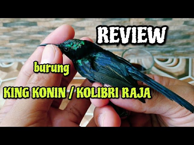 Review Burung King Konin | Habitat Asli Burung King Konin | king konin gacor class=