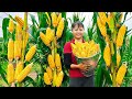 Harvesting corn goes to market sell  off grid farm  tiu vn daily life