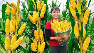 Harvesting Corn Goes To Market Sell - OFF GRID FARM | Tiểu Vân Daily Life