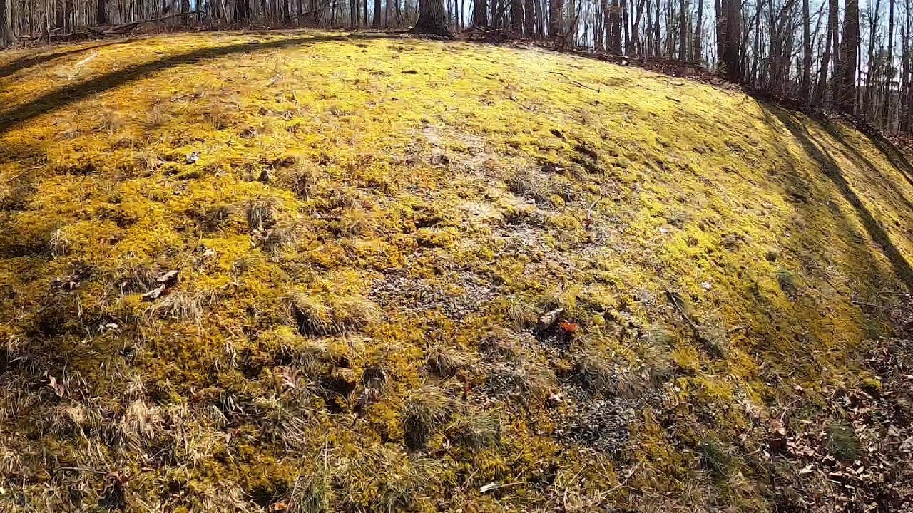 Wildlife camera (Aka - Squirrel cam)