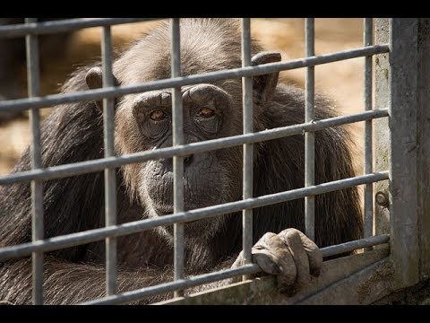 Confinment and Suffering of chimpanzees at Schwaben Park - Germany