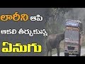 Hungry elephant stops Lorry, feeds on potatoes !