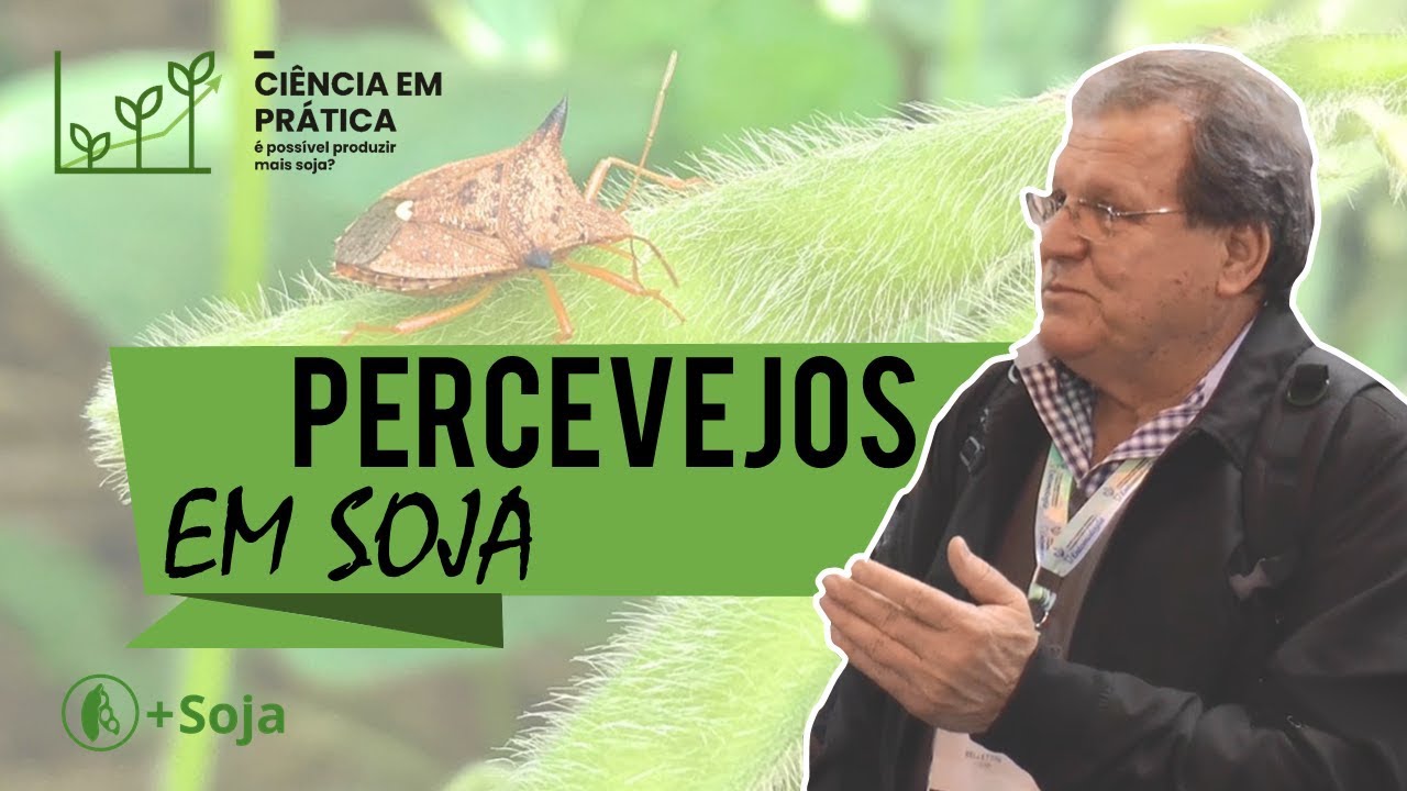 Percevejos em soja: quando e como manejar