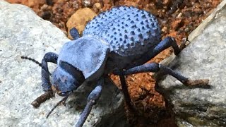 Blue DeathFeigning Beetle UPDATE!