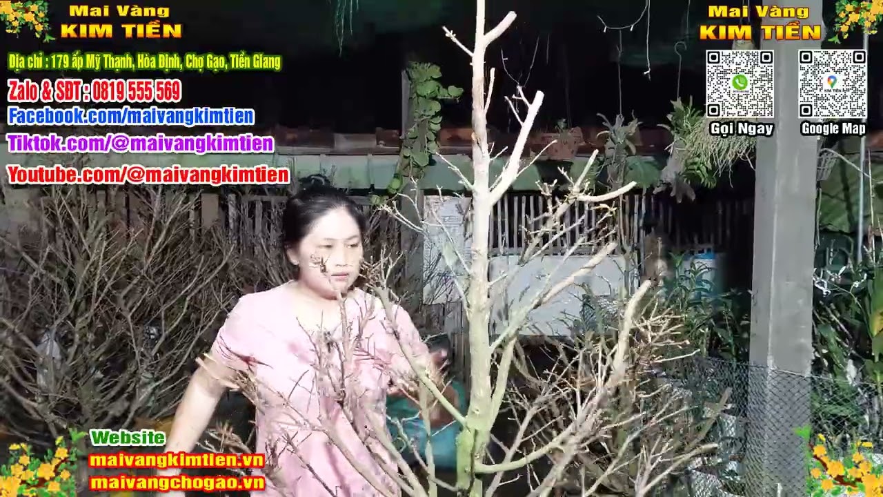 Cây Mai Giảo Thủ Đức Đẹp Tàng Tròn Mai Vàng Kim Tiền Chợ Gạo