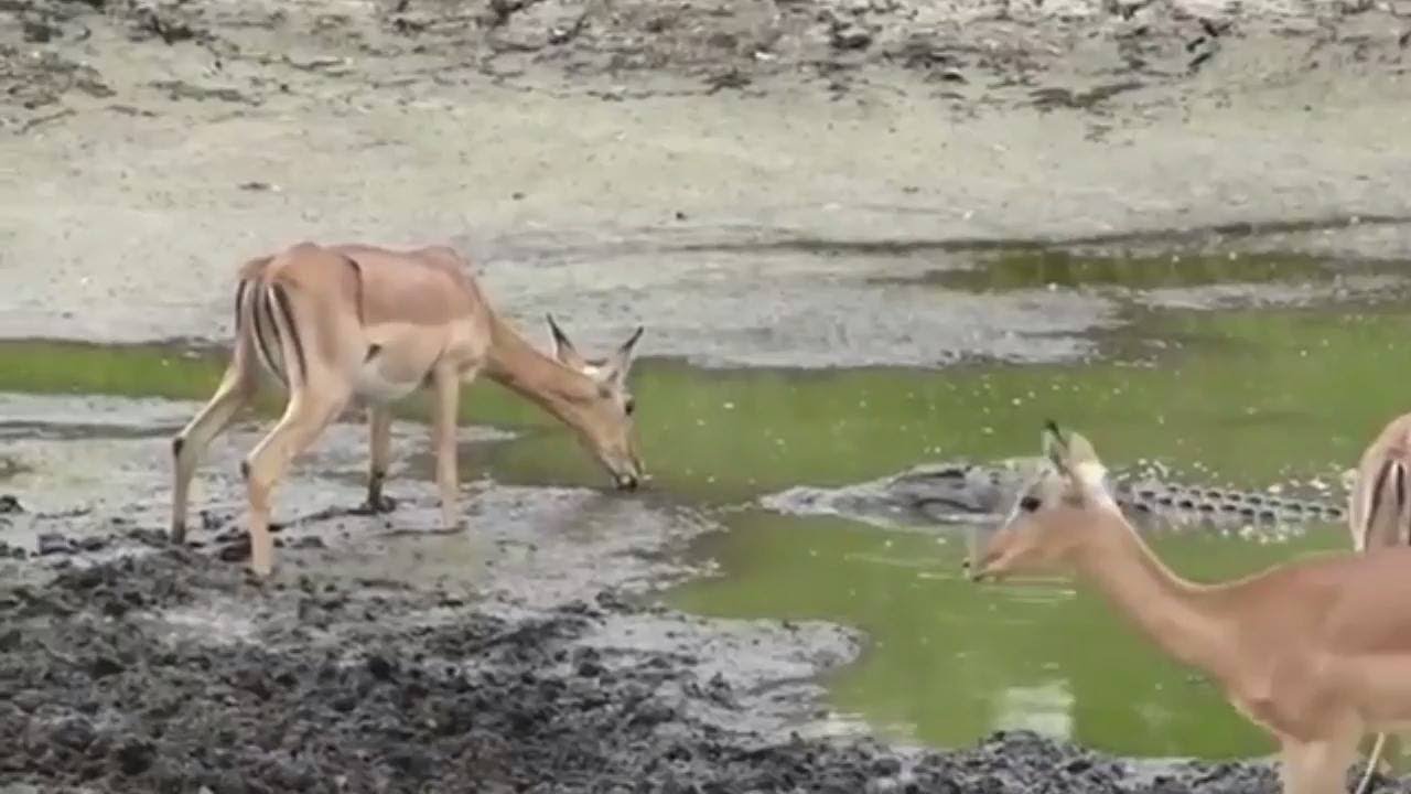 animal attacks reddit Hungry Crocodile Attack Young Antelope To Death
