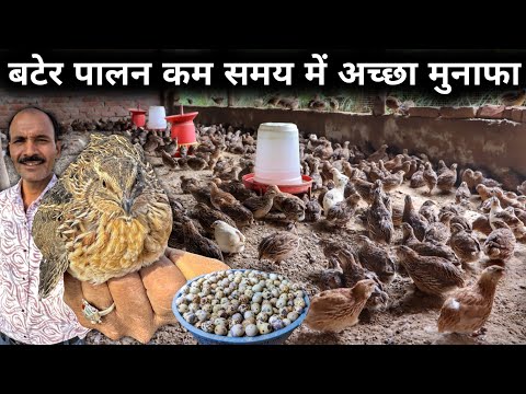 गांव में घर रहकर बटेर पालन से अच्छा Profit कमाता किसान | Quail Farming at Home | Quail Farming