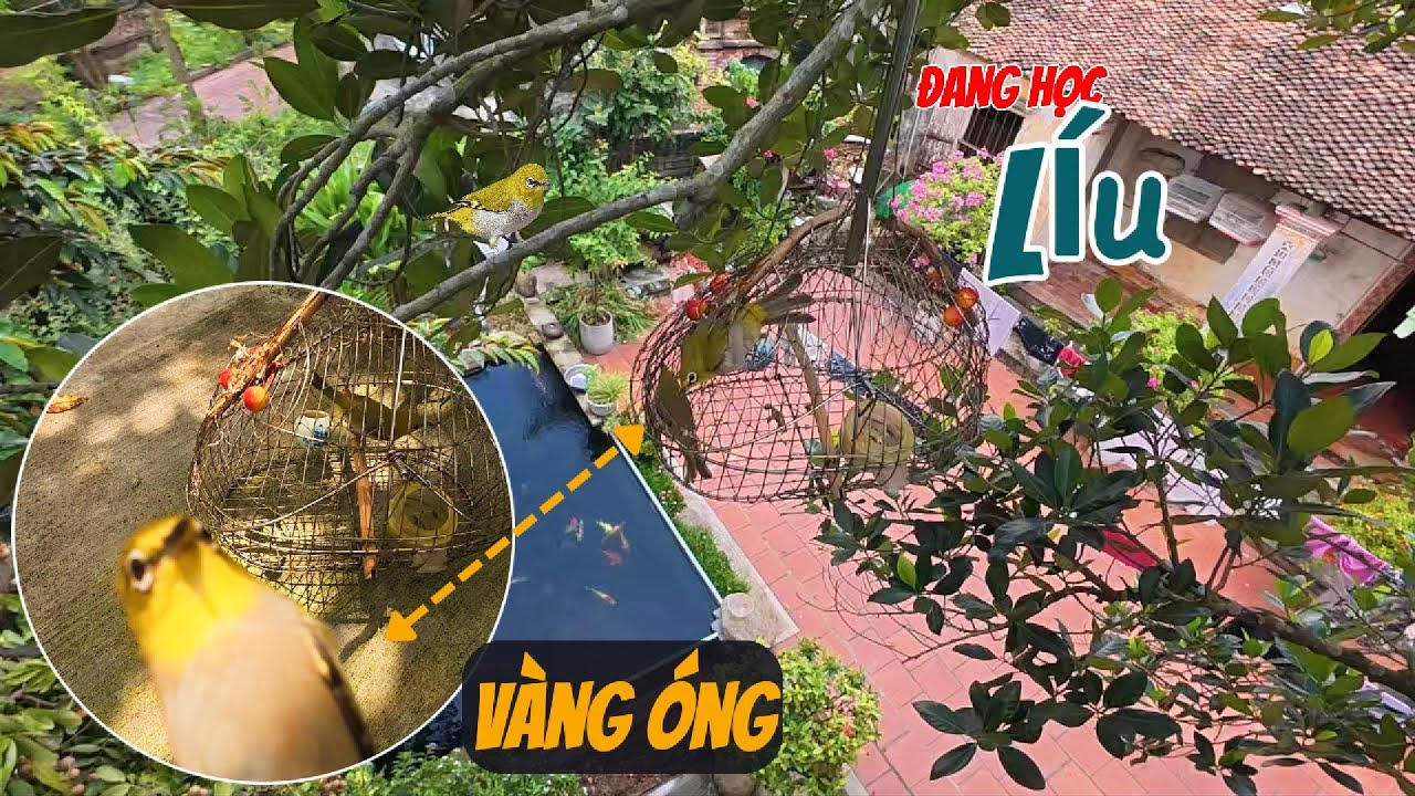 Đang Cho Thằng Chim Khuyên Học Líu Trên Cây Vô Tình Nó 