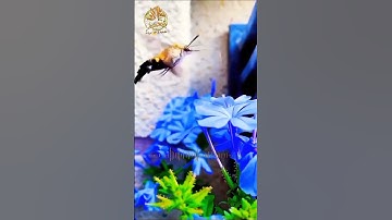 وتوكل على الله وكفى بالله وكيلا | تلاوة خاشعة بصوت الشيخ ماهر المعيقلي | ما تيسر من سورة الأحزاب