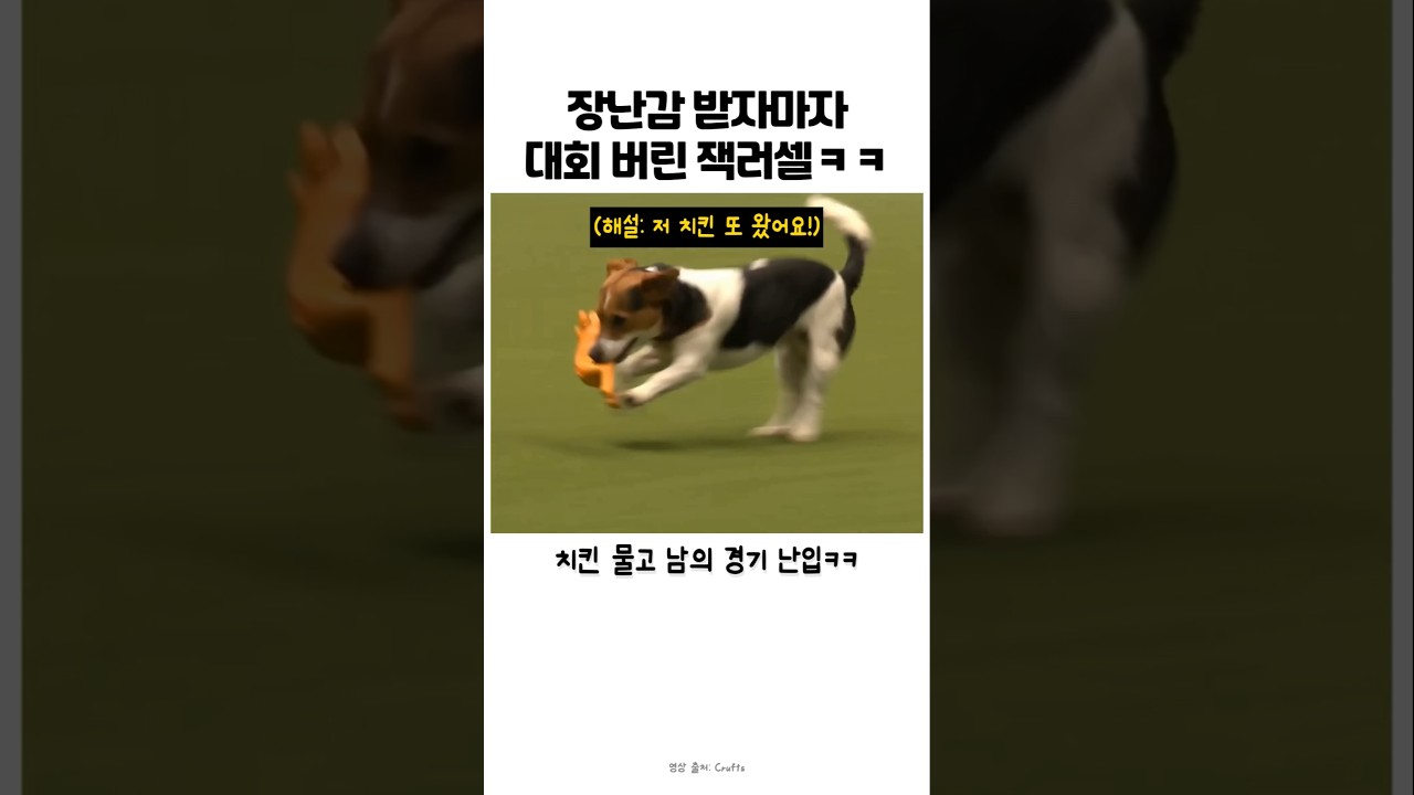 장난꾸러기 잭러셀 이 어질리티대회에 나가면 생기는일 #반려견 #강아지 #어질리티