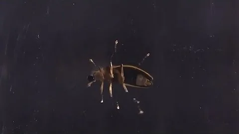 GSMNP announces 2025 synchronous firefly lottery, viewing dates