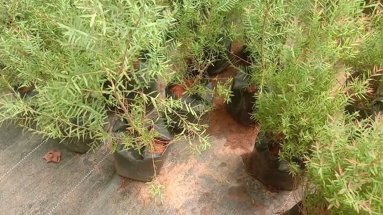 video 🌸🌿🇦🇺 Grow Stunning Bottlebrush (Callistemon) for Vibrant Blooms & Wildlife! 🌱✨