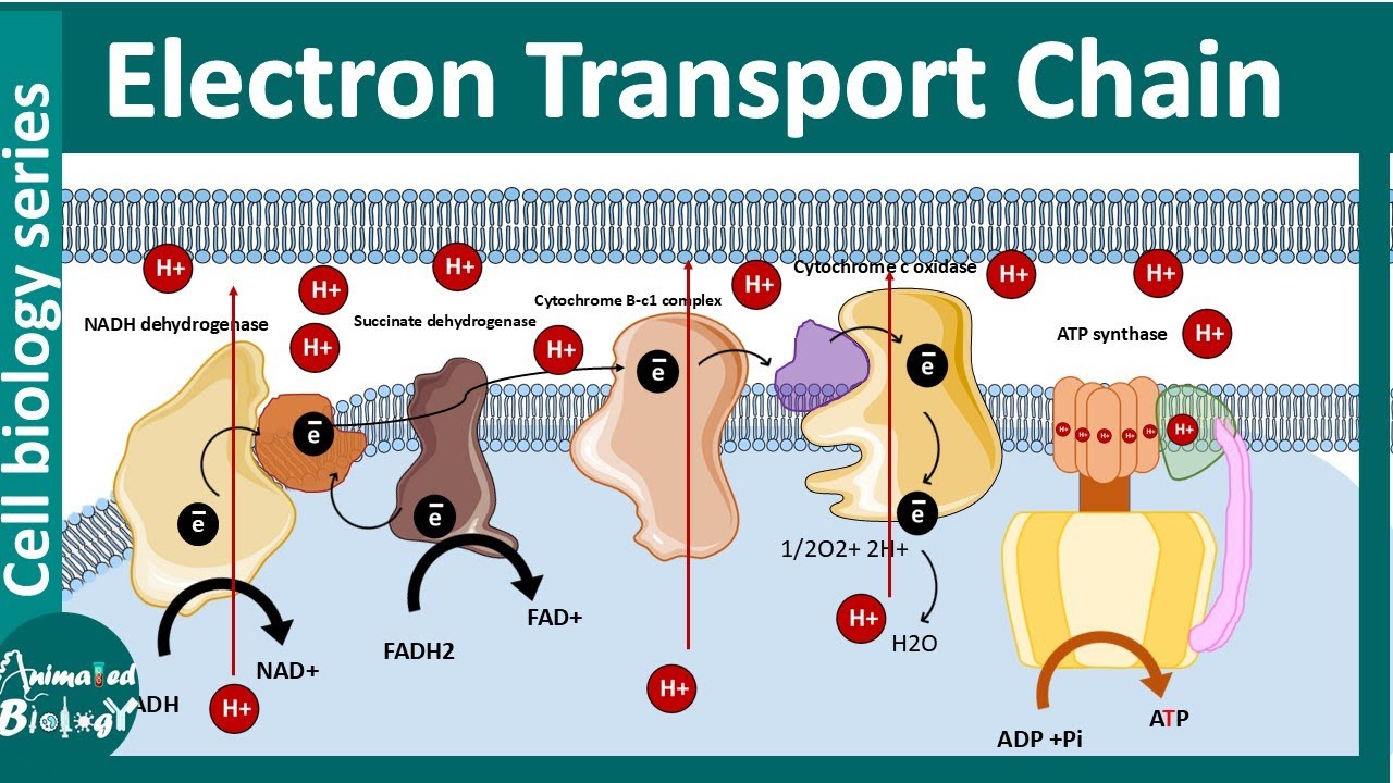 Electron transport chain and Oxidative Phosphorylation - YouTube