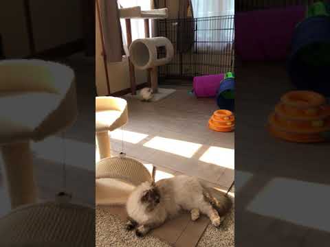 Himalayan kittens at
