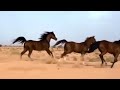 حدثيني عن حديث المقل  وعن الشوق وليل الغزل لك ثغرا حسنه يذهلني وحديثا فيه طعم العسل  لكِ خدٌّ لونه م