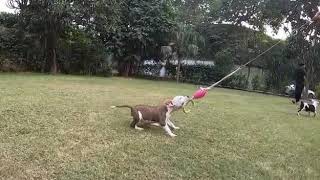 Strong Jaw Amstaff Pups, Playtime Bite Work Tug Of War