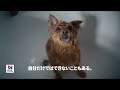 もっとできたらの思いに。6秒 びしょ濡れ 犬篇