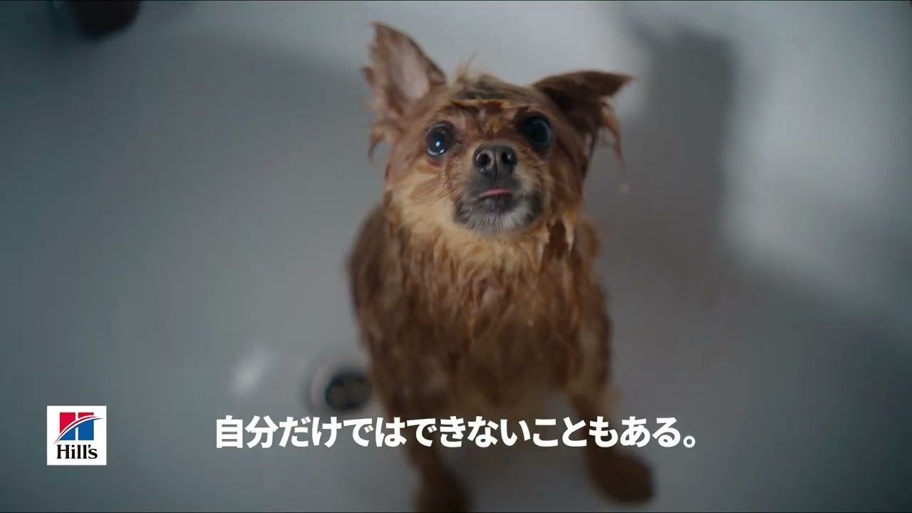 もっとできたらの思いに。6秒 びしょ濡れ 犬篇