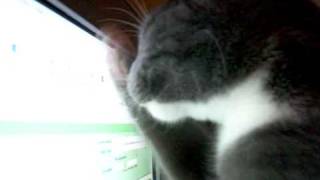 Cat Clawing At Screen
