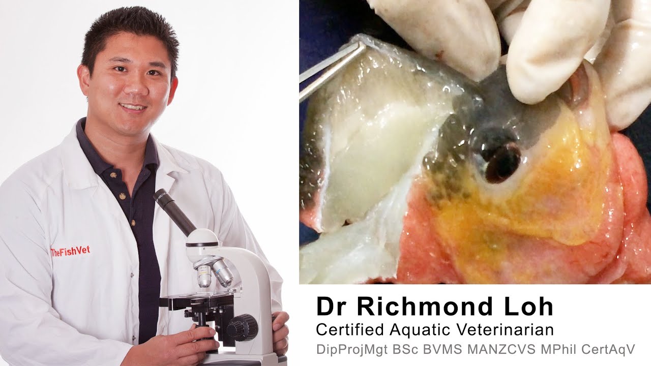 Flowerhorn cichlid nuchal hump (Water Kok) tissue examination under