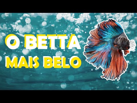TIPOS DE PEIXE BETTA  ( Veja o Mais Belo ) 😍🐠