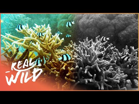 The Great Barrier Reef: Our Ocean&#039;s Dying Paradise | Great Barrier Reef | Real Wild