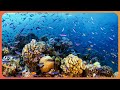 The Great Barrier Reef: Our Ocean