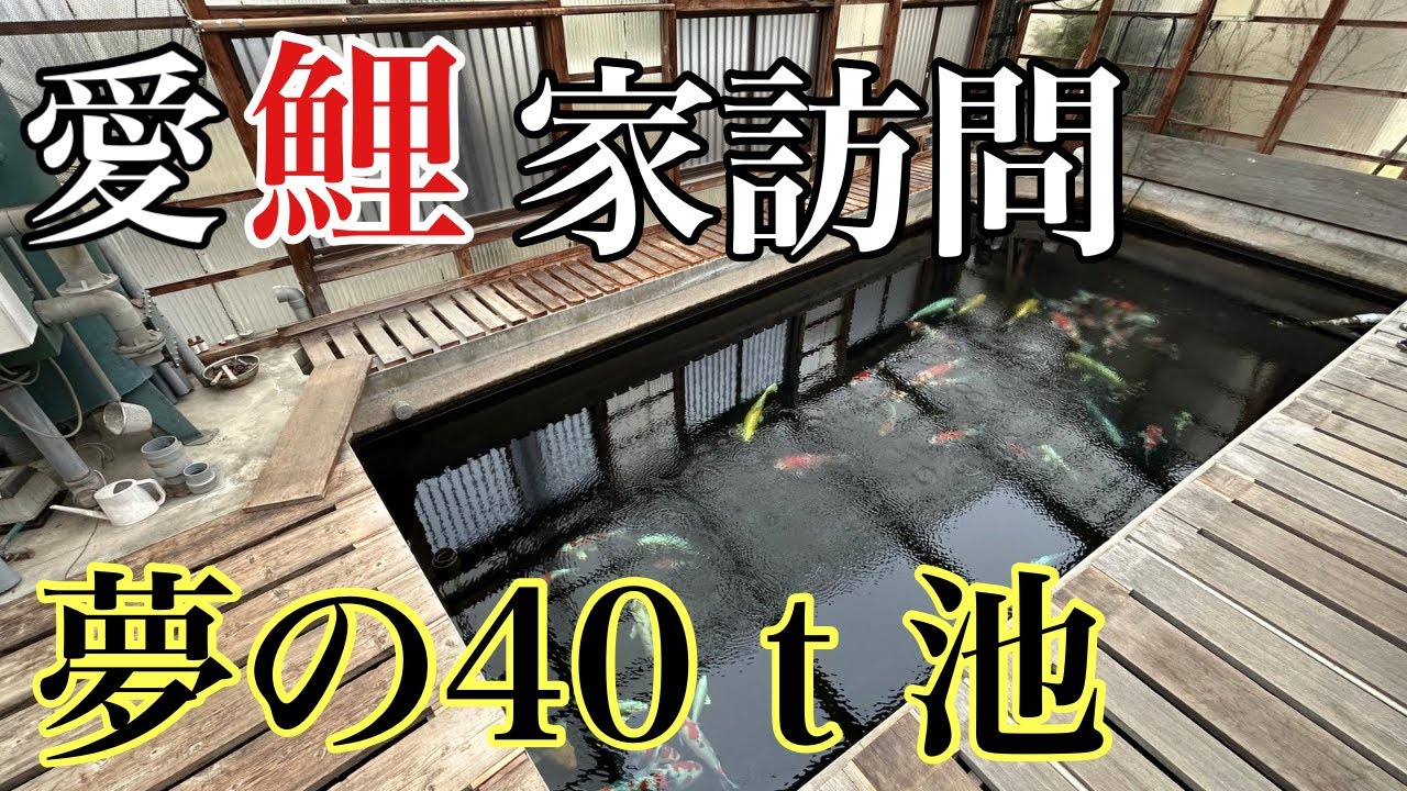 いつか造りたいハウス池!!ベテラン錦鯉愛好家宅に訪問しました。 #錦鯉飼育