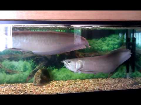 Giant arowana fish - YouTube