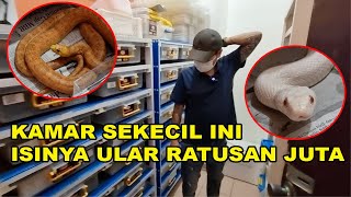 KAMAR SEKECIL INI ISINYA ULAR RATUSAN JUTA !!! KOLEKSI SULTAN KUMA REPTILES