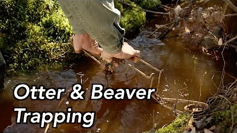 How to Trap Otters and Beavers | MossyOakGamekeep...
