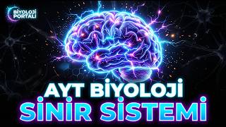 Ayt Biyoloji Sinir Sistemi Full Konu Anlatımı 2026 Yks Hazırlıktüm Detaylar