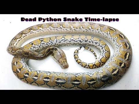 Dead Python Snake