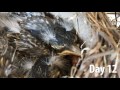 Birds Grow Up in Wreath on Couple&#39;s Front Door