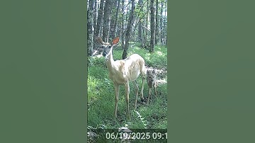 Family #whitetail #deer #wildlife #nature