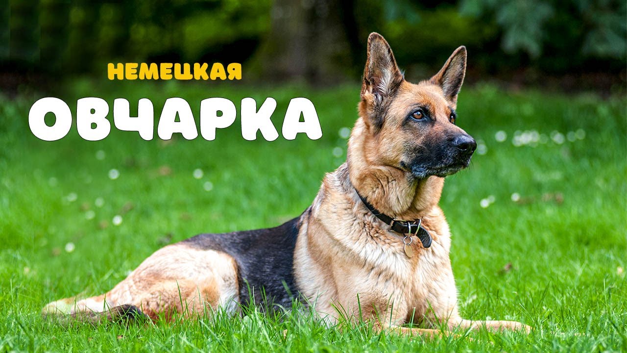 Рассказ о породе немецкой овчарки для детей