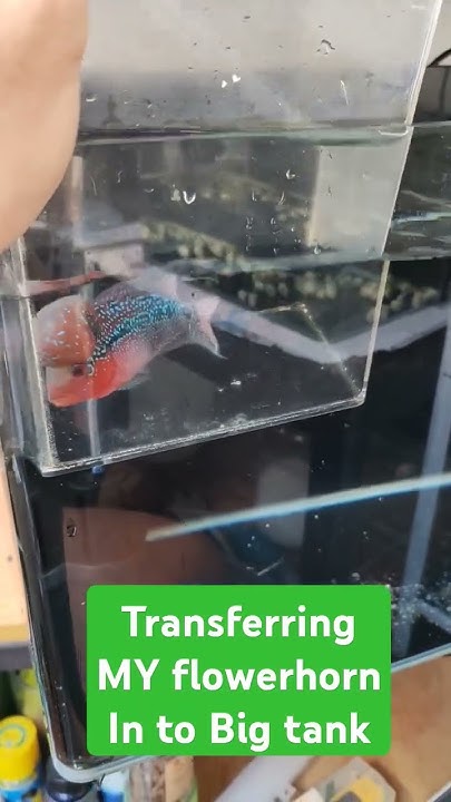 How To Transfer Fish To A New Tank www.youtube.com