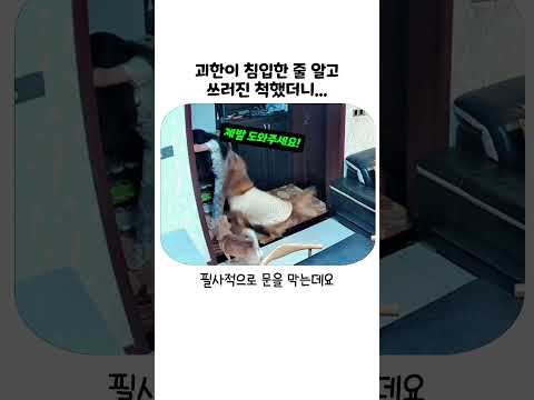 괴한이 문 따고 들어오는 척했을 때 강아지의 소름 돋는 반응 thumbnail